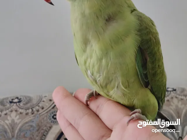 للبيع بيبي فل ربوه (دره ) مايعض ابدا يوقف على اليد ويلعب ويغرد وشرط الصحه والريش