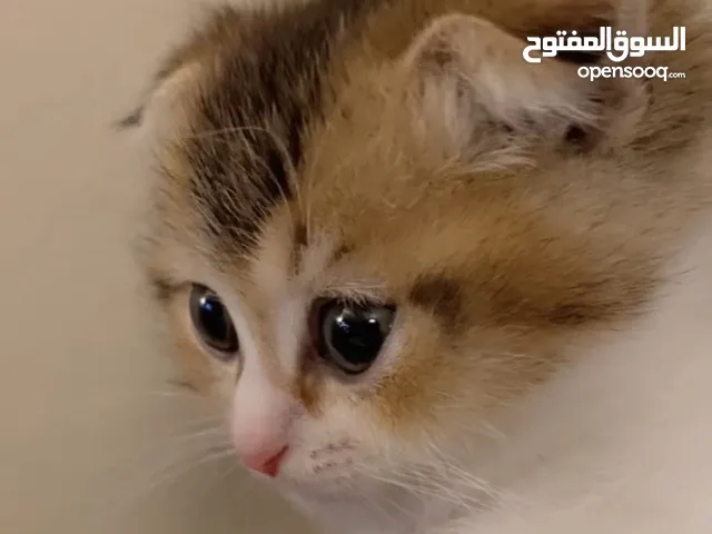 قط صغير للبيع ابوه سكوتش تربل فولد وامه شيرازي بيور