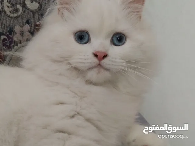 قطة شيرازي انثى للبيع عمرها 6 شهور