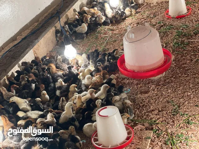 كتكوت للبيع