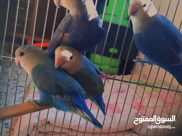 جوزين روز تركوازي شغالات صحة ونظافة ماشاء الله