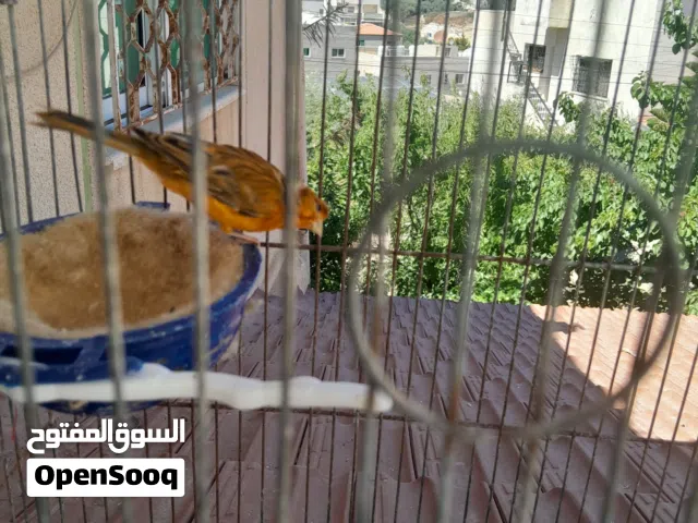 ذكرين كنار مواردي