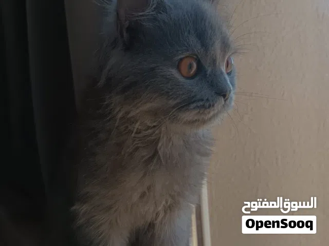 قطه سكوتش للبيع