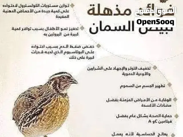 بيض طيور السمان
