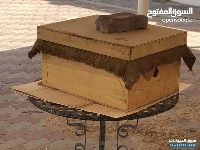 عاسلات نحل