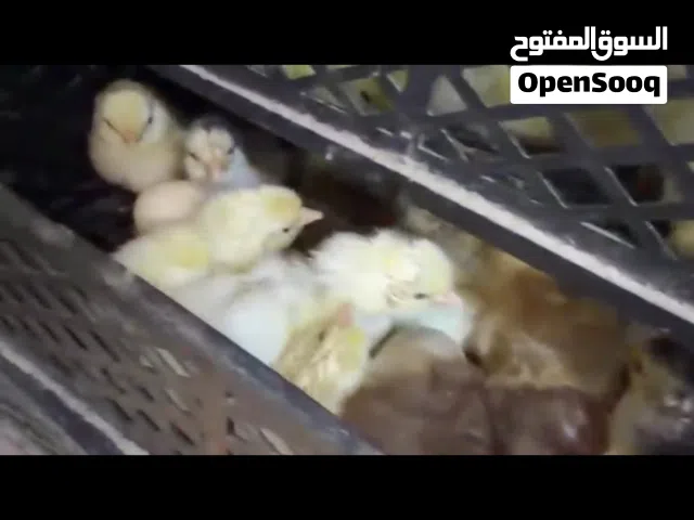 صيصان هجين فرنسي عماني سلاله طيبه ونسبه كبيره من فرنسي الصوص الواحد 200بيسه سعر الجمله