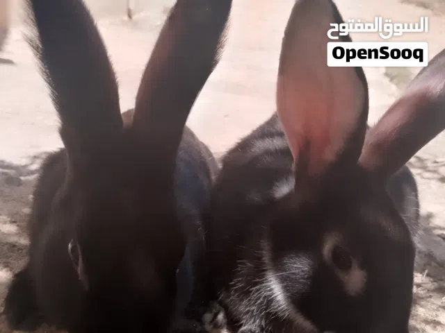 ذكرين ركس لون اسود نخب النخب