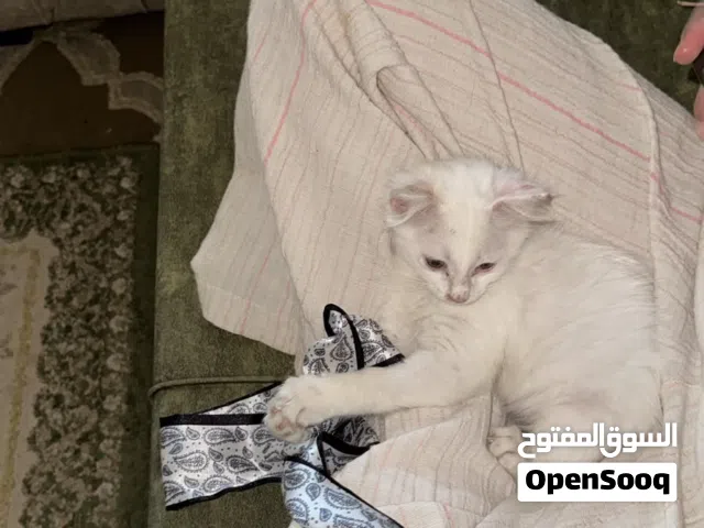 قطه لتبني لعمر شهرين