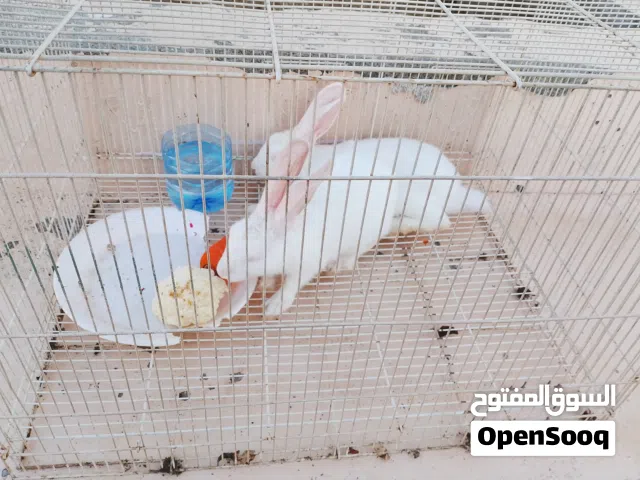 للبيع أرانب ذكر وأنثى