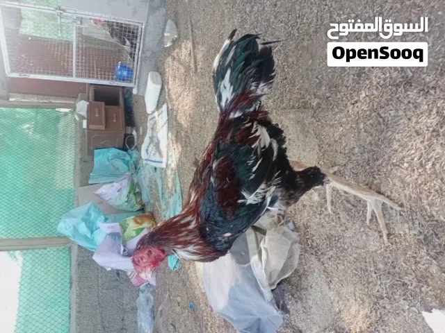 ديك سندي للبيع طير امورة طيبة