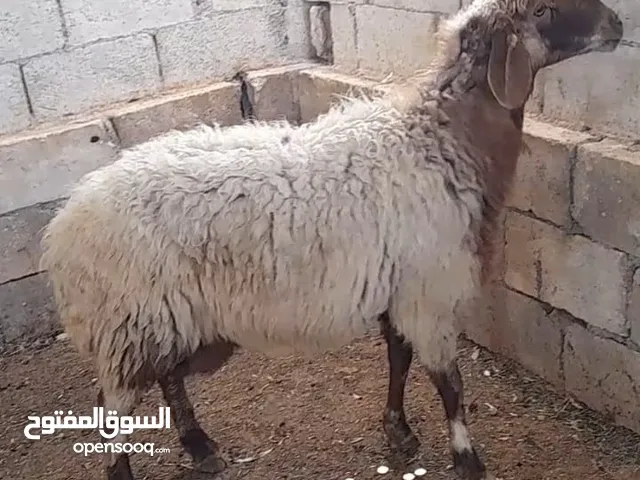 عقائق ذبائح اضاحي نذر بلدي اسعار حرق الموقع سحاب خشافية الشوابكه