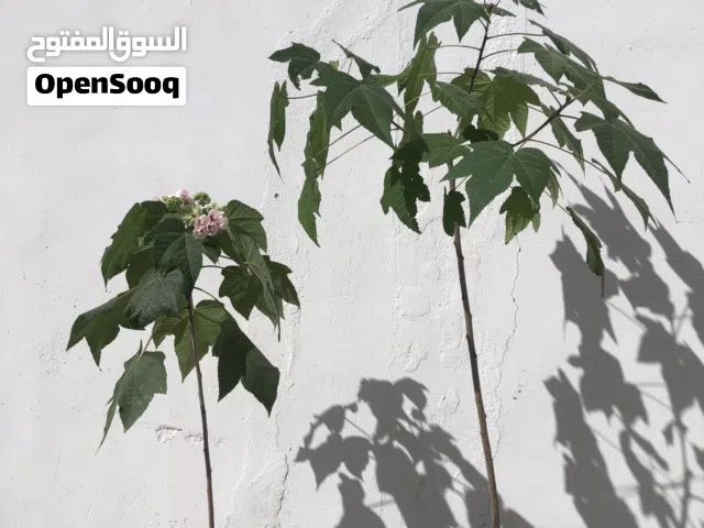 شتلات دومبيا للزينه