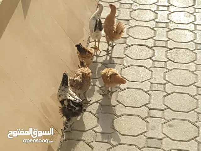 دجاج و ديك محلي فرخ للبيع افضل جودة