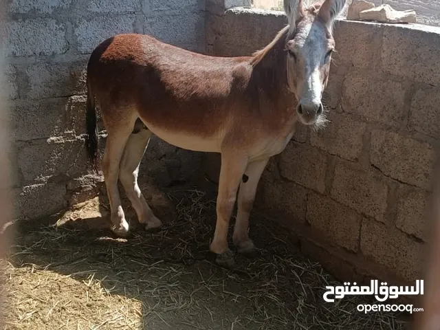 للبيع حمار