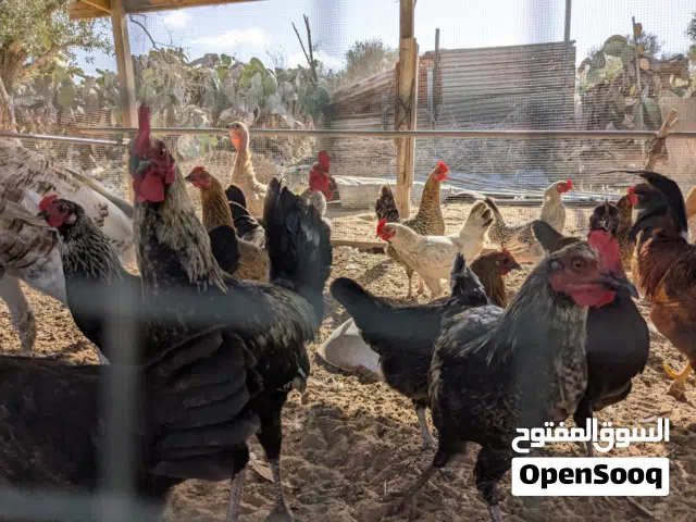 دجاج عربي للبيع عدد 15وزوز فراريج عربيات ديك رومي للبيع عدد 2 دكر وانثى