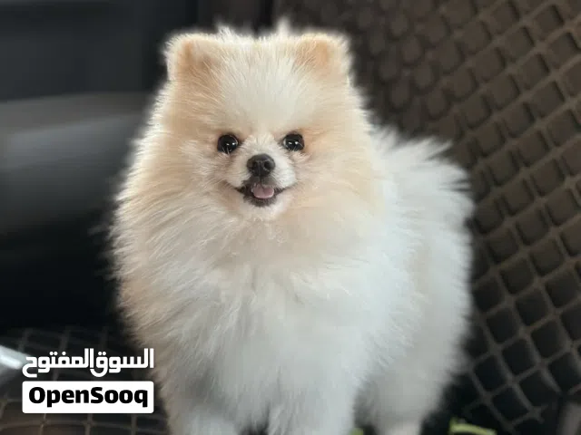 Pomeranian, Male, for Adoption