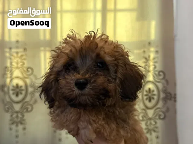 Adorable Toy Poodle Puppies Available