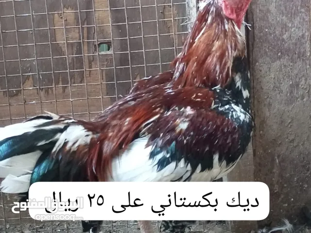 ديكه بكستانيات