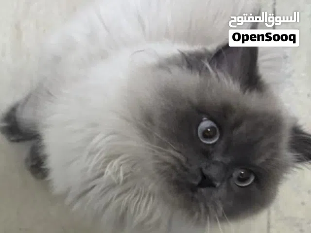 قط هملايا لطيف