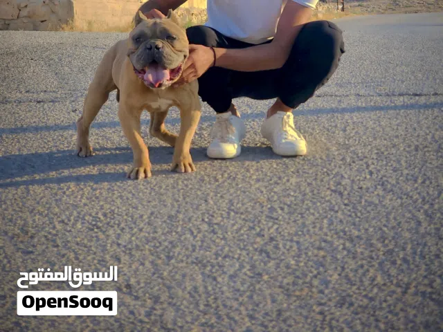 كلبين بيتبول للبيع