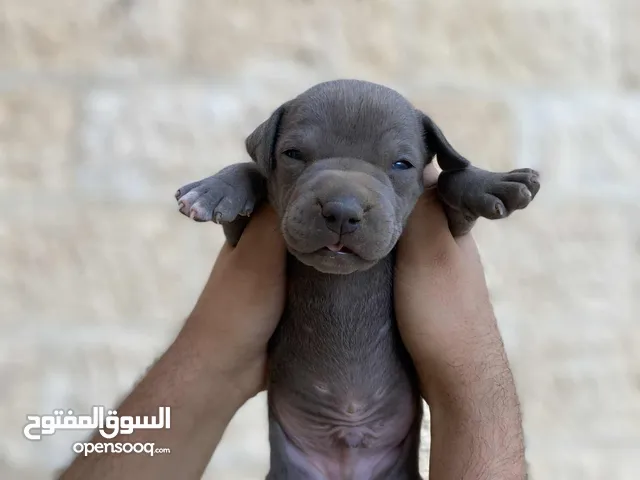 جراوي بيتبول نادرة جدا