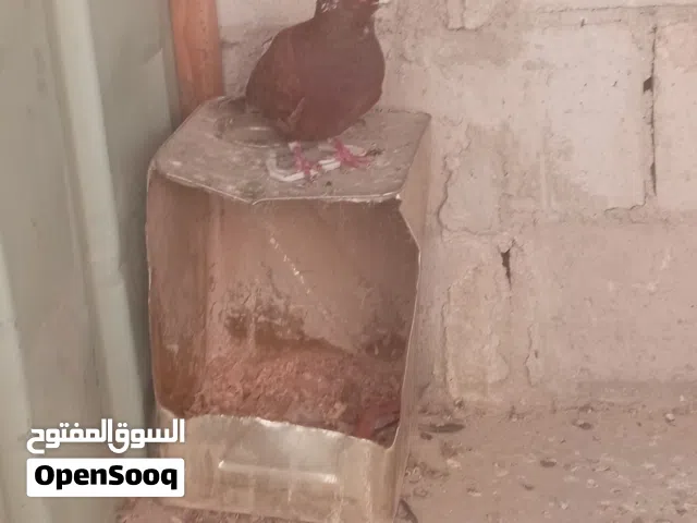 فحل منمر احمر طير حمام قوي وزق شغال كمان