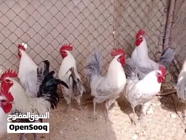 دياكه فيومي المنيوم وكلاسيك بيور100%