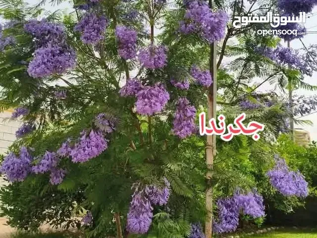 160 m2 4 Bedrooms Apartments for Rent in Tripoli Ain Zara