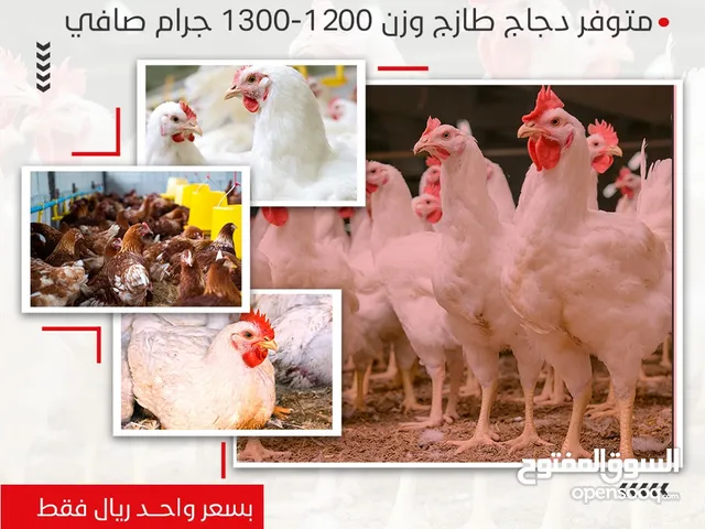 خدمات التصميم والإعلانات