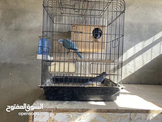 جوز ببغاء كويكر