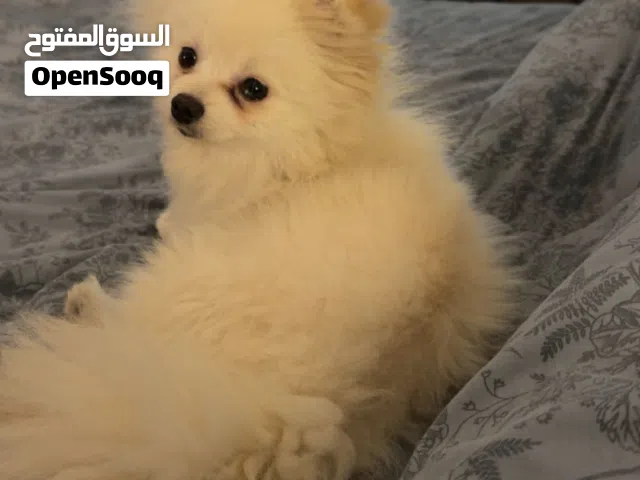 للبيع بومرينيان