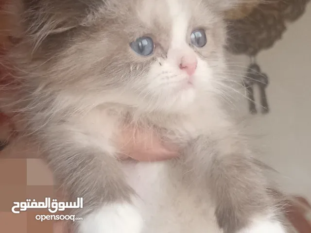 Ragdoll kitten bicolor boy