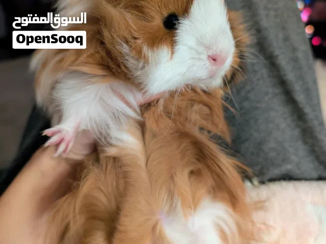 غينيا بق... الأرنب الهند متعارف عليه.