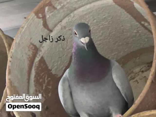 للبيع حمام زاجل