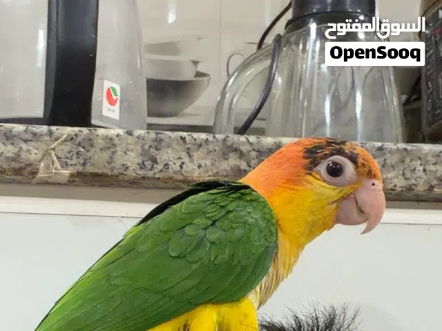 بغبغاء الباقي في الوصف
