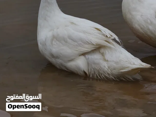 للبيع بط فرنساوي (ذكور)