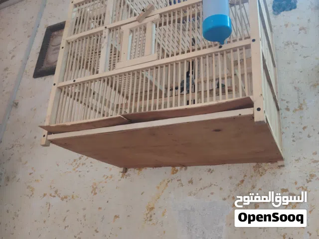 السلام عليكم يوجد بلبل وحشي للبيع تغريد يخبل