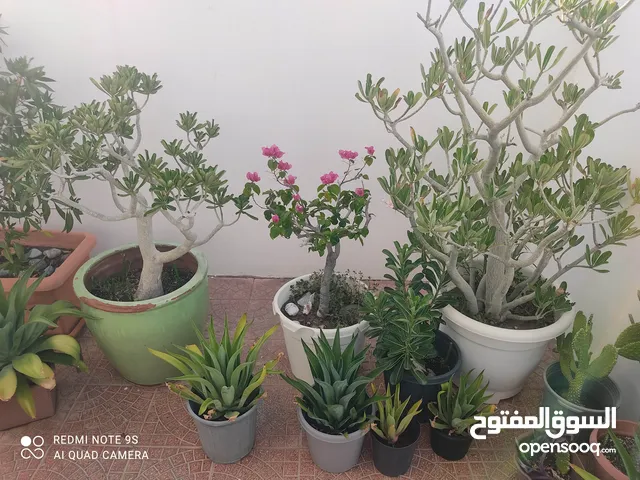 Set of Plants for sale (Almost 100 pots)