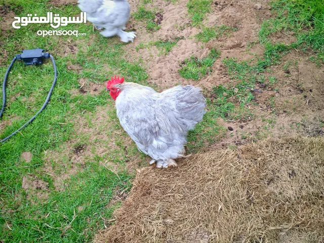 للبيع دجاج كوشن فروخ واعمار قريب الجهوزية Cochin chicken for sale