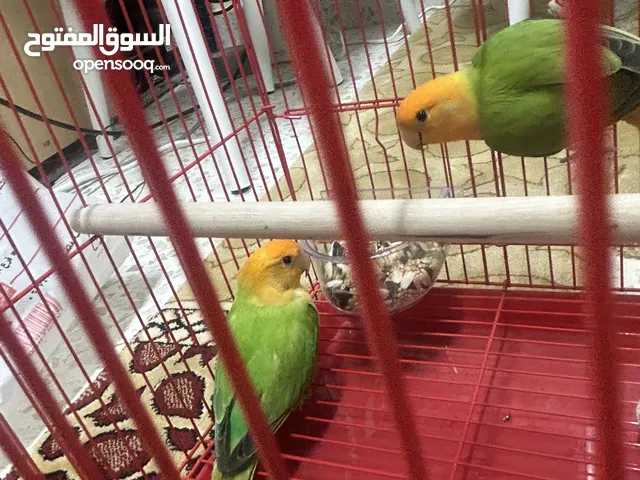ببغاء لوفبيرد