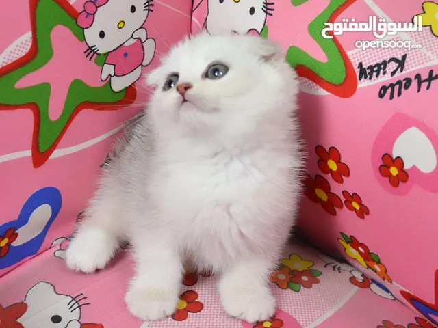 بسم الله الرحمن الرحيم، متاح 6 حبات كتن سكوتش فولد و ستريت اناث و ذكور المهتم يشوف الوصف.....