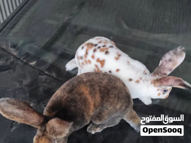 كوبية ركس بيور دراجة أولا وبرة مواصفات طيبه