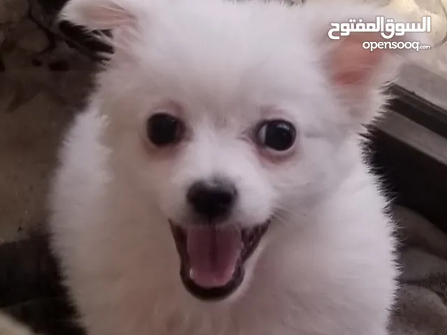 جروه بيضاء اصل حجم صغير جدا