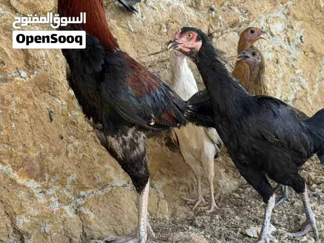 ديك باكستاني تايلندي مع سندي مع دجاجتين مطلوب فيهن 38 العمر سنه ونص