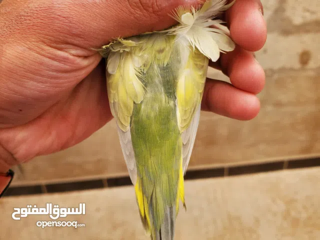 للبي بادجي فلل رينبو فل بدي موف قلدن سنجل