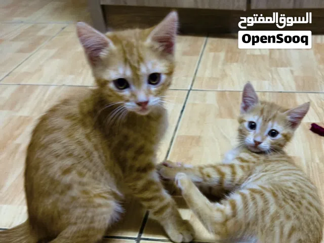 Kittens - for Adoption