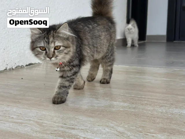 قطط شيرازي