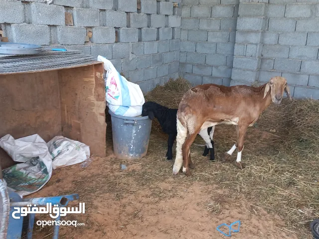 نعاج هجين للبيع