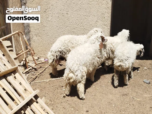 طليان سمان 3 ذكورة وحدة نثيه