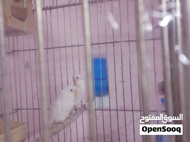 جوز حب ابيض